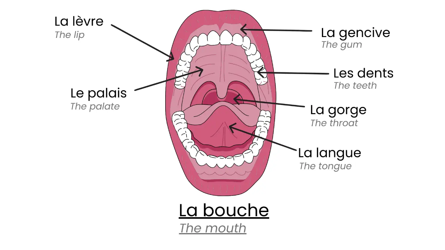 La bouche en détails