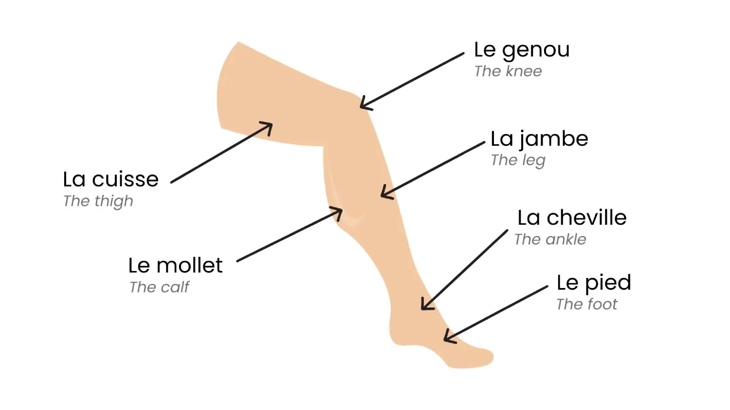 La jambe en détails