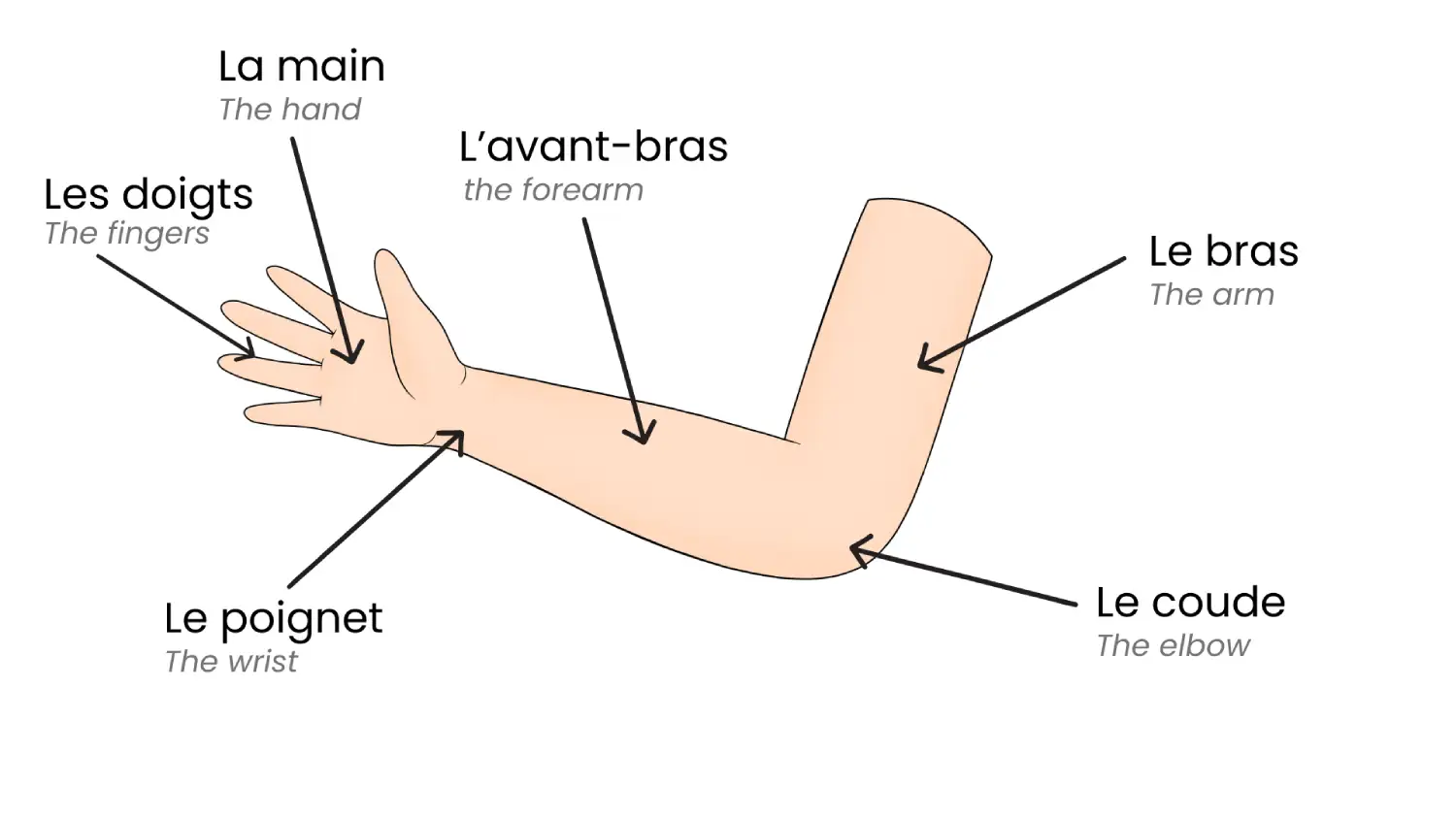 Le dos du tronc