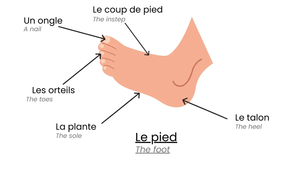 Le pied en détails