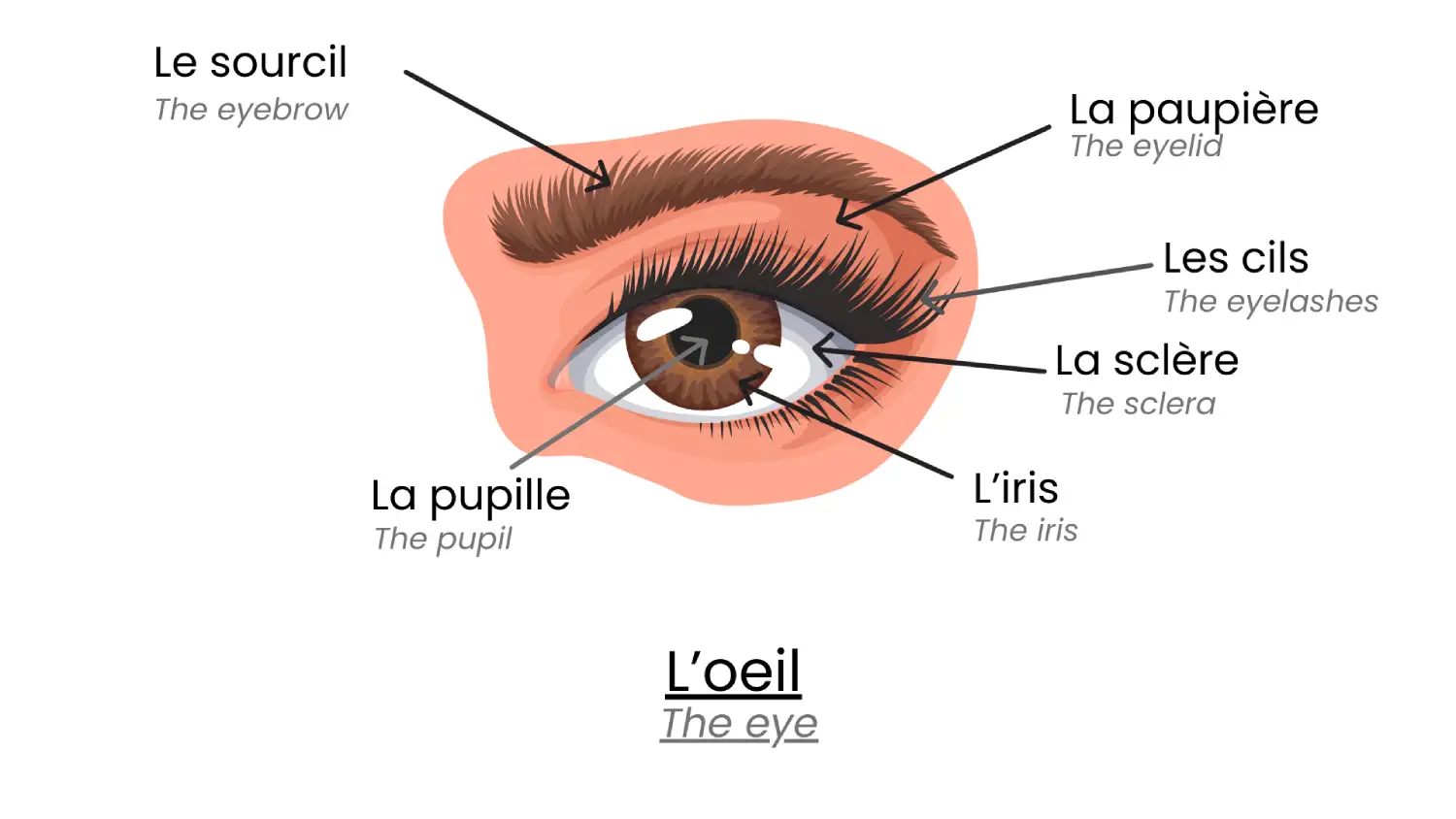 L'oeil en détails